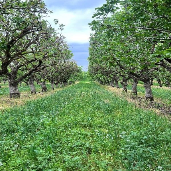 why growers choose ag strategies