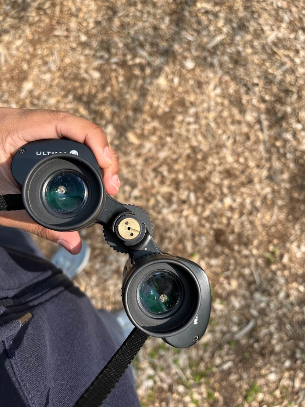 Birdwatching at Cornell Lab Bird Cams; Ithaca, NY